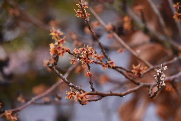 Цветы Ястреба Ведьм Hamamamelidaceae Deciduous Shrub Цветочный Сезон Февраля Март — стоковое фото