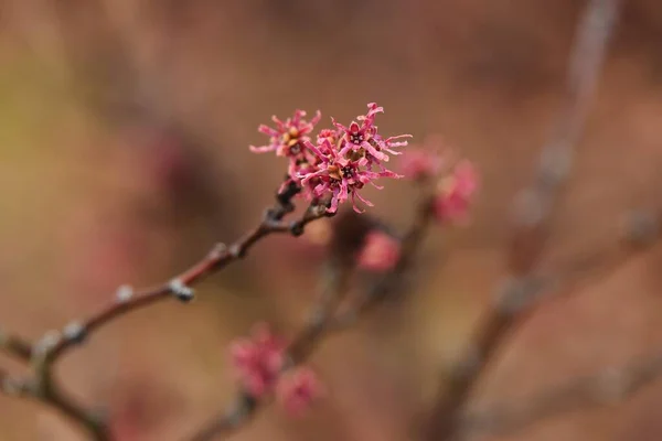 Цветы Ястреба Ведьм Hamamamelidaceae Deciduous Shrub Цветочный Сезон Февраля Март — стоковое фото