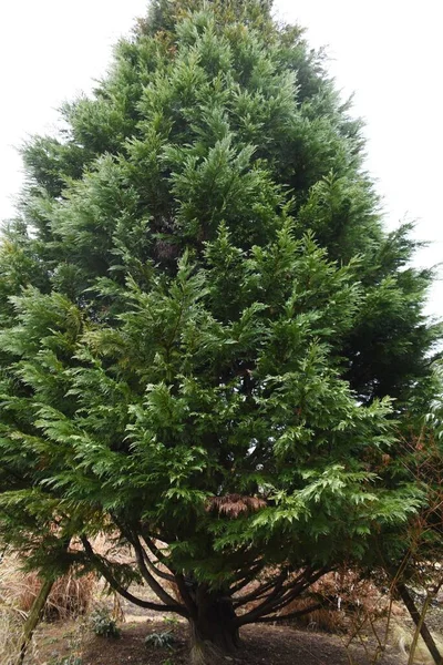 レイランド ヒノキ キジ科常緑針葉樹です それは急速に成長し ヘッジに使用されます — ストック写真