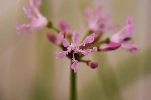 Nerine Diamentowe Lilie Kwiaty Amaryllidaceae Rośliny Bulwiaste Pochodzi Rpa — Zdjęcie stockowe