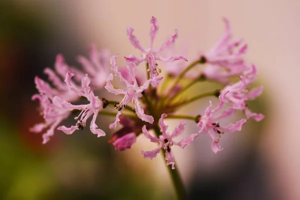 Nerine Diamentowe Lilie Kwiaty Amaryllidaceae Rośliny Bulwiaste Pochodzi Rpa — Zdjęcie stockowe