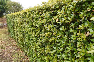 Quercus phillyraeoides (Ubame meşesi) çiti. Fagaceae her zaman yeşil ağaç. Yol kenarındaki ağaçlar ve çalılar için kullanılır çünkü hastalıklara karşı dayanıklıdır ve gövdeye dayanır..