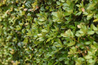 Quercus phillyraeoides (Ubame meşesi) çiti. Fagaceae her zaman yeşil ağaç. Yol kenarındaki ağaçlar ve çalılar için kullanılır çünkü hastalıklara karşı dayanıklıdır ve gövdeye dayanır..