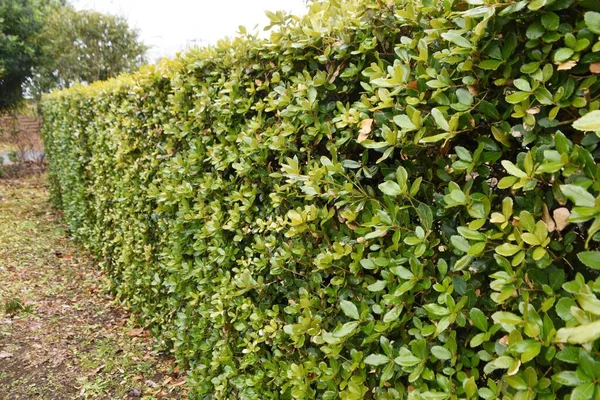 Quercus phillyraeoides (Ubame meşesi) çiti. Fagaceae her zaman yeşil ağaç. Yol kenarındaki ağaçlar ve çalılar için kullanılır çünkü hastalıklara karşı dayanıklıdır ve gövdeye dayanır..