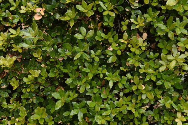 Siepe Quercus Phillyraeoides Quercia Ubame Fagaceae Albero Sempreverde Usato Alberi — Foto Stock