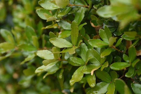 Quercus phillyraeoides (Ubame meşesi) çiti. Fagaceae her zaman yeşil ağaç. Yol kenarındaki ağaçlar ve çalılar için kullanılır çünkü hastalıklara karşı dayanıklıdır ve gövdeye dayanır..