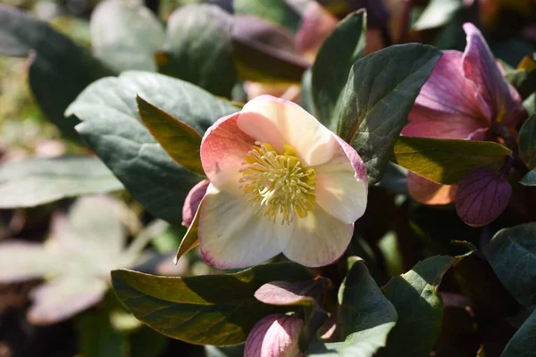 Помогите Цветам Ranunculaceae Evergreen Perennial Цветочный Сезон Февраля Апрель — стоковое фото