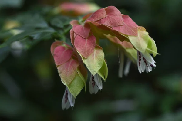 Beloperone Guttata Blüht Acanthaceae Tropische Pflanzen Aus Mexiko — Stockfoto