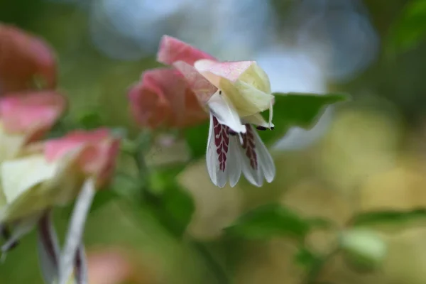 ブロペロンガッタの花 メキシコ原産のアカゲイ科熱帯植物 — ストック写真