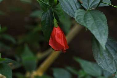 Uyuyan amber çiçekleri. Malvaceae hep yeşil tropikal çalı. Tomurcuklar yukarı çıkar, ve çiçekler açtığında, aşağıya doğru dönerler, ama yapraklar açılmaz..