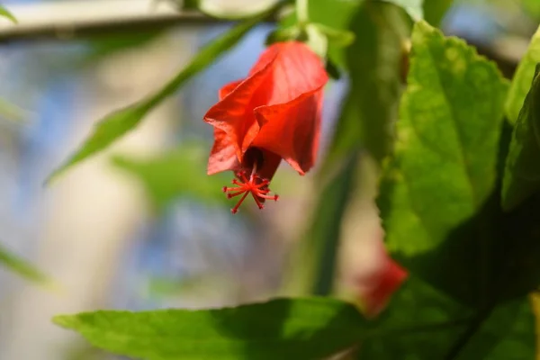 Sleeping Hibiscus Flowers Malvaceae Evergreen Tropical Shrub Buds Upwards Flowers — Stock Photo, Image