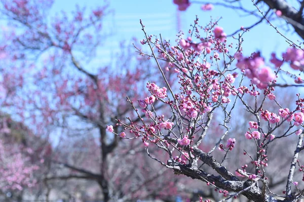 Raně Kvetoucí Japonské Meruňky Kvetou Botanickém Parku Příchod Jara Japonska — Stock fotografie