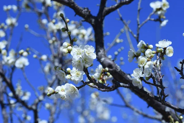 Early Blooming Japanese Apricot Blossoms Botanical Park Arrival Spring Japan — Stock Photo, Image