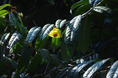 Kamelya chrysantha çiçeği. Theaceae 'de nadir bulunan ve Vietnam ve Guangxi' de dağıtılan tropikal bir çalıdır..