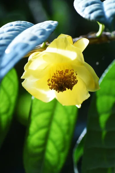 Квіти Camellia Chrysantha Рідкісна Квітка Вічнозелених Тропічних Чагарниках Theaceae Поширених — стокове фото