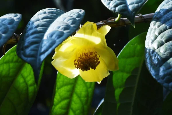 Kamelia Chryzantha Kwiaty Jest Rzadki Kwiat Theaceae Wiecznie Zielony Tropikalny — Zdjęcie stockowe