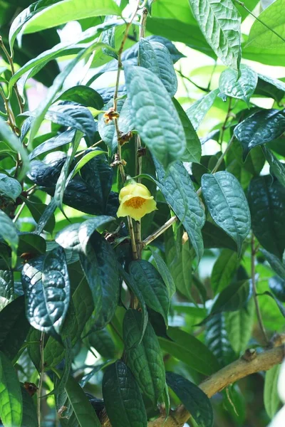 Квіти Camellia Chrysantha Рідкісна Квітка Вічнозелених Тропічних Чагарниках Theaceae Поширених — стокове фото