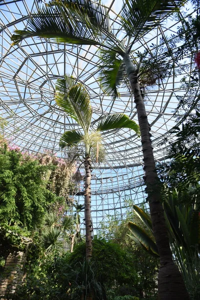 Palma Butelkowa Palma Wiecznie Zielona Tropikalna Roślina Ozdobna Pochodzący Wysp — Zdjęcie stockowe