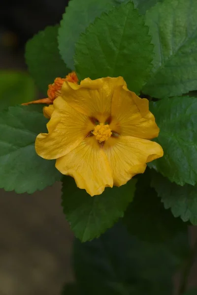 アイラの花 ハワイ原産のマルバセア常緑熱帯低木 オアフ島の花 イリマで作られた光線は ロイヤル と呼ばれ 幸せの象徴とされています — ストック写真