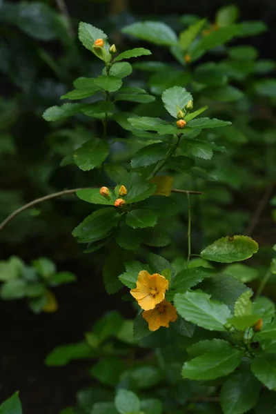 Ilima Virágok Hawaii Őshonos Malvaceae Örökzöld Trópusi Cserje Oahu Sziget — Stock Fotó