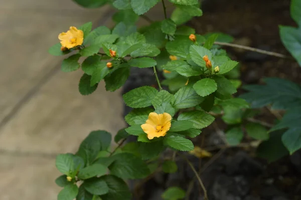 アイラの花 ハワイ原産のマルバセア常緑熱帯低木 オアフ島の花 イリマで作られた光線は ロイヤル と呼ばれ 幸せの象徴とされています — ストック写真