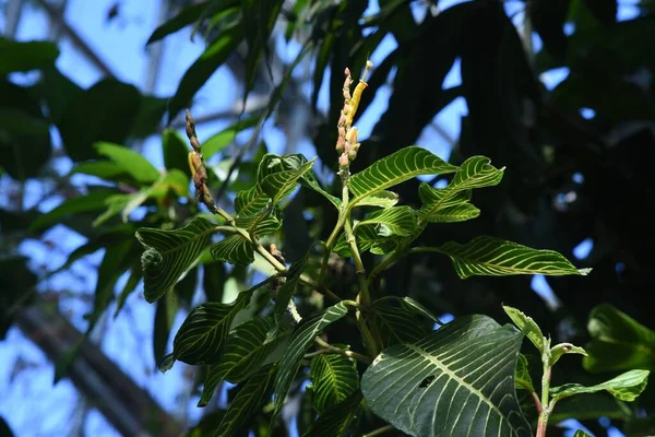 Sanchezia Speciosa Shrubby Whitevein Güney Amerika Nın Yağmur Ormanlarına Özgü — Stok fotoğraf