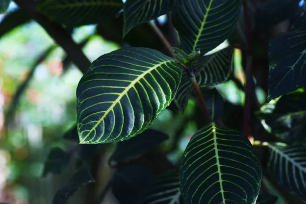 Sanchezia Speciosa Shrubby Whitevein Вічнозелені Чагарники Тропічних Листків Acanthaceae Родом — стокове фото