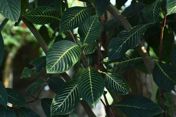 Sanchezia Speciosa Shrubby Whitevein Вічнозелені Чагарники Тропічних Листків Acanthaceae Родом — стокове фото