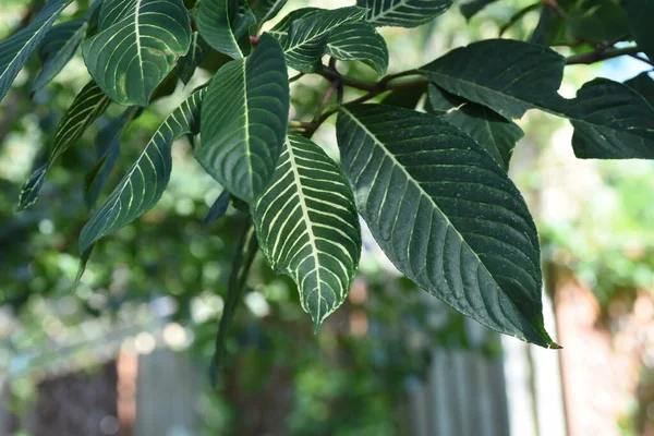 Sanchezia Speciosa Shrubby Whitevein Evergreen Tropical Foliage Shrub Acanthaceae Native — Stock Photo, Image