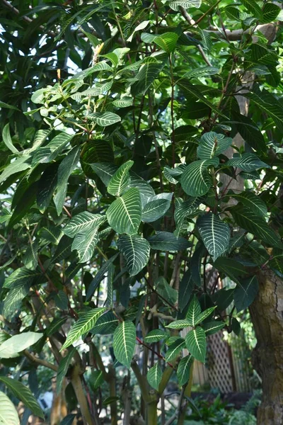 Sanchezia Speciosa Struikwitte Ader Een Groenblijvende Tropische Loof Struik Van — Stockfoto