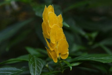 Pachystachys lutea (lolipop çiçeği). Orta ve Güney Amerika 'ya özgü tropikal bir Acanthaceae çalısı..