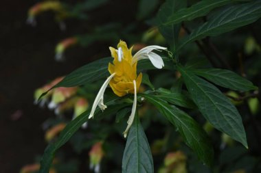 Pachystachys lutea (lolipop çiçeği). Orta ve Güney Amerika 'ya özgü tropikal bir Acanthaceae çalısı..