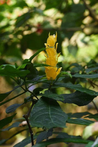 Pachystachys的红茶 棒棒糖花 刺槐科的一种热带常绿灌木 原产于中美洲和南美洲 — 图库照片