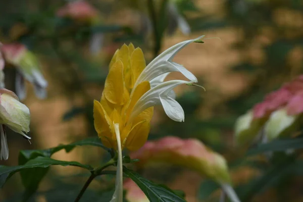 Pachystachys Lutea Nyalóka Virág Közép Dél Amerikában Őshonos Acanthaceae Trópusi — Stock Fotó