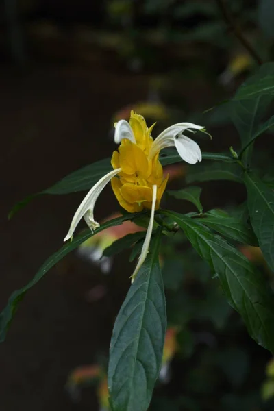 Pachystachys Lutea Lollipop Flower 중앙아메리카와 남아메리카에 자생하는 아카시아 상록수 — 스톡 사진