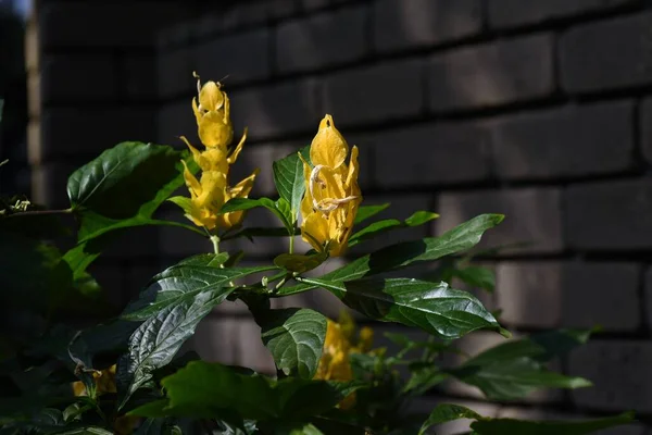 Pachystachys Lutea Flor Piruleta Arbusto Tropical Siempreverde Las Acantáceas Nativo —  Fotos de Stock