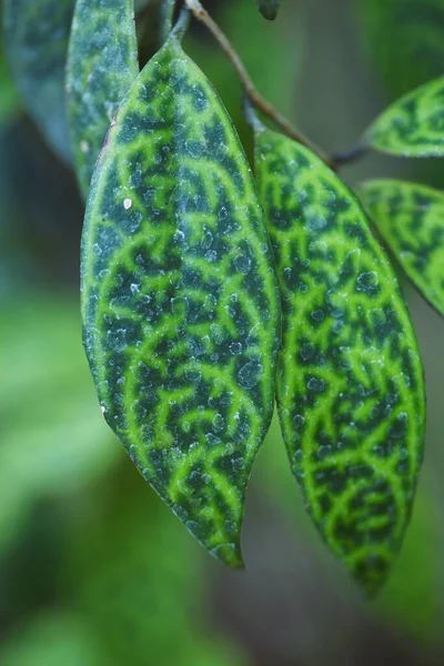 伊什恩斯马莫拉图斯离开了 科热带常绿藤本植物 原产于印度或马来西亚 叶子的正面有伪装图案 背面有大理石图案 — 图库照片