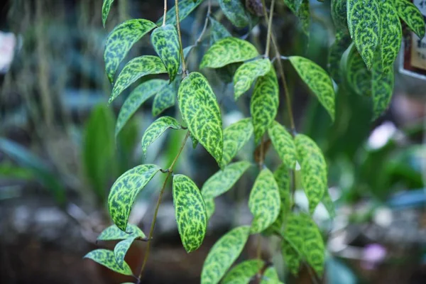 Aeschynanthus marmoratus yaprakları. Gesneriaceae tropikal asma bitkisi Hindistan ya da Malezya 'ya özgüdür. Yaprağın önünde kamuflaj deseni var. Arkasında da mermer deseni..