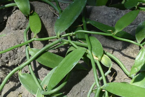 바닐라 멕시코의 토착종인 다과는 상록수 식물이다 바닐라 콩이라고 불리며 반복적으로 — 스톡 사진