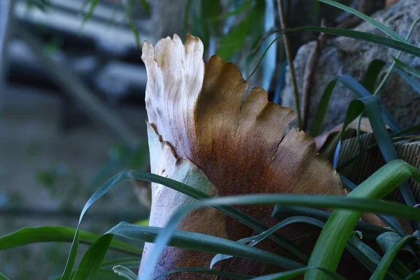 Platycerium Staghorn Ferns Polypodiaceae Tropical Fern Epiphyte Epiphytic Fern Distributed — Stock Photo, Image