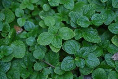 Pilea nummulariifolia (sürünen Charlie). Batı Hint Adaları ve Peru 'da yetişen Urticaceae bitkisi. Sonsuza dek yeşil tropikal bitki..