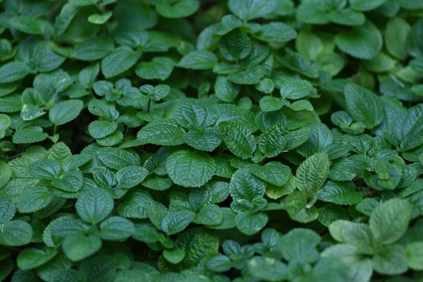 Pilea Nummulariifolia Creeping Charlie Dalam Bahasa Inggris Berasal Dari Hindia — Stok Foto