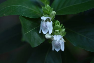 Jasticia Adhatoda (Malabar fıstığı) çiçekleri. Hindistan 'a özgü Acanthaceae bitkisel çalı. Aralık 'tan Nisan' a kadar beyaz dudak şekilli çiçeklerle.