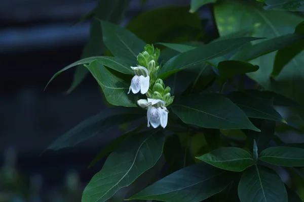 茉莉花 花生果 原产于印度的刺槐科常绿灌木 12月至4月有白色唇形花朵 — 图库照片