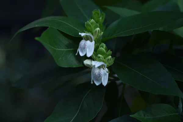 ヤスティシア アダトダ マラバル ナッツ の花です インド原産アカゲイ科常緑低木 12月4月に白い唇形の花を咲かせます — ストック写真