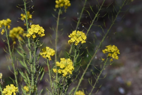 Flores Canola Vegetal Flores Brassicaceae Rico Vitaminas Que Utiliza Como —  Fotos de Stock