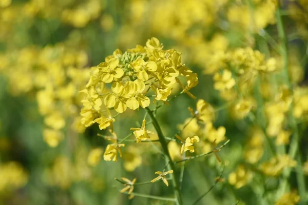 Kanola Çiçekleri Vitamin Zengini Bir Brassicaceae Bitkisidir Kanola Yağı Için — Stok fotoğraf