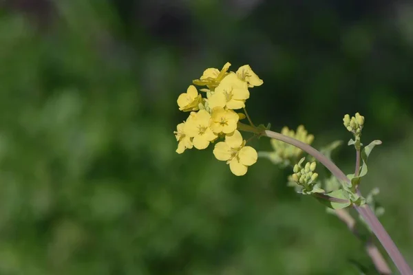 Λουλούδια Κανόλα Είναι Ένα Πλούσιο Βιταμίνες Ανθοφόρο Λαχανικό Brassicaceae Που — Φωτογραφία Αρχείου