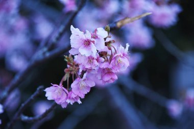 Çiçek açan kiraz çiçekleri tam çiçeklenirken.