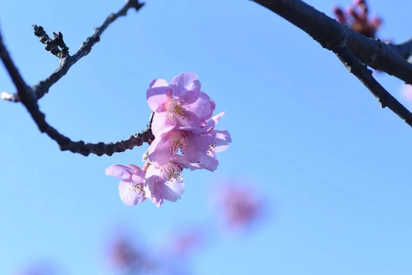 Brzy Kvetoucí Třešňové Květy Plném Květu — Stock fotografie